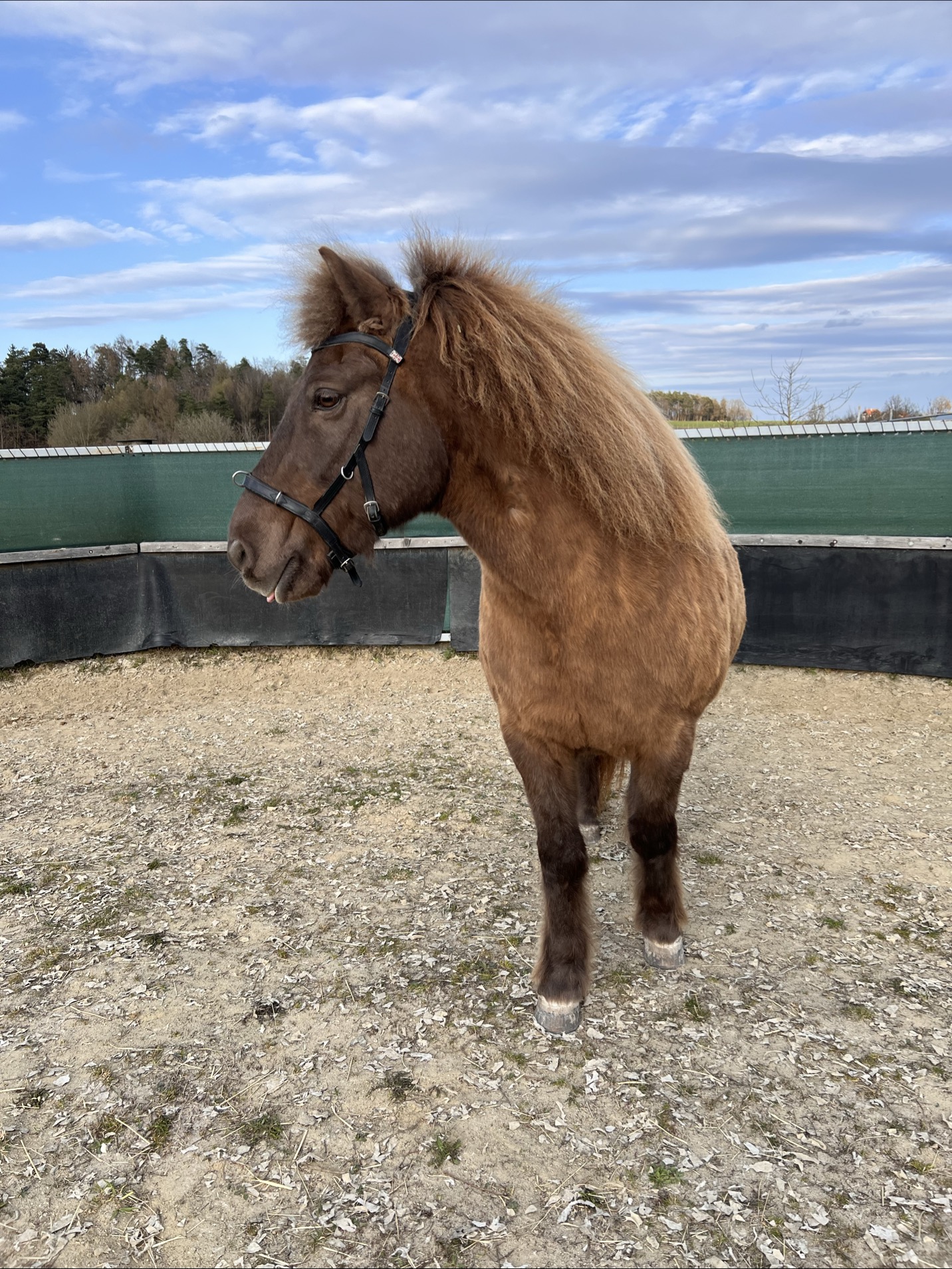 Pferd vor blauem Himmel