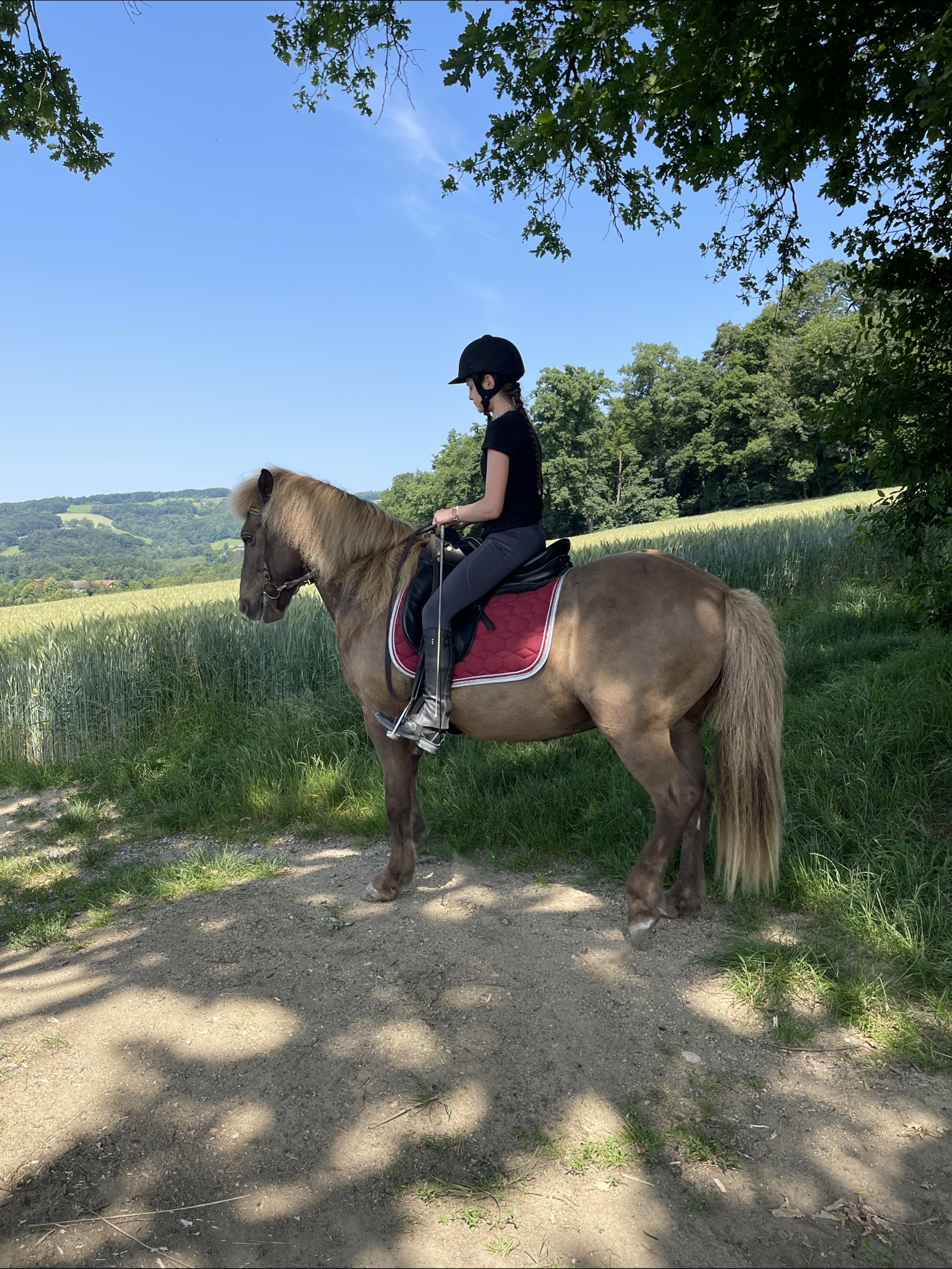 Pferd im Sommer
