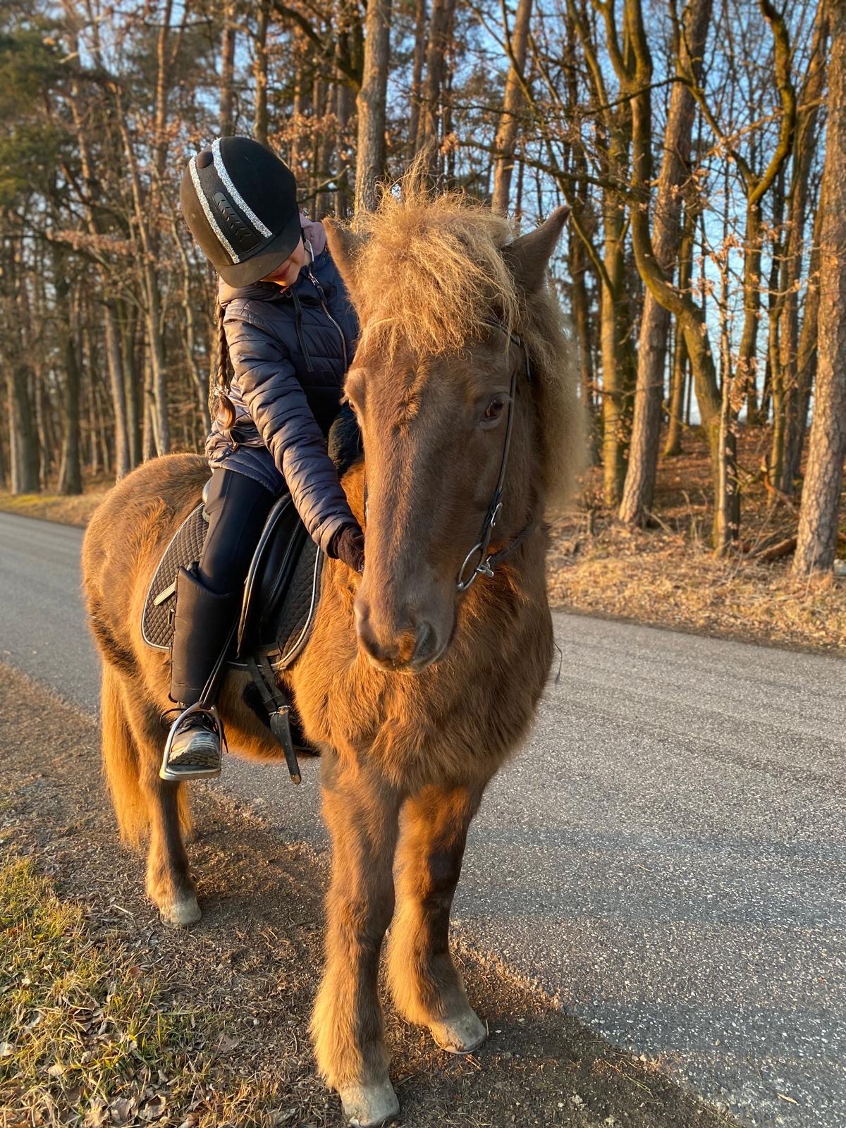 Pferd im Winter